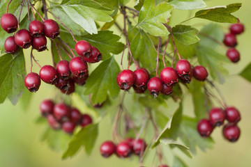 ripe burgundy rosehip berries on a branch