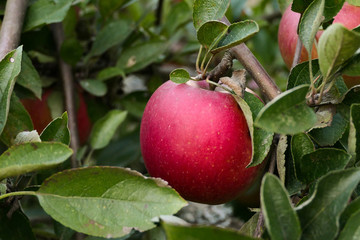 luscious red apple
