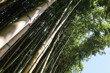 PRIMO PIANO DEI TRONCHI DI UNA FORESTA DI BAMBU'