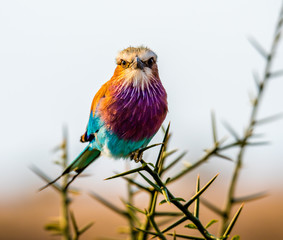 Fototapety  lilac-breasted roller or Coracias caudatus