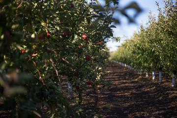 Fototapeta na wymiar Perspective image of apple tree garden in sunny day of autumn.
