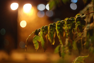 Nature