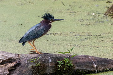 Green Heron on log