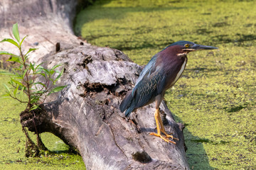 Green Heron on Alligator log