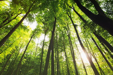 Obraz na płótnie Canvas Enchanted Forest with Sunlight and Tall Trees