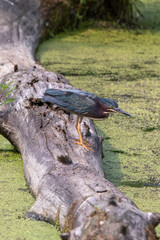Green Heron on Alligator log