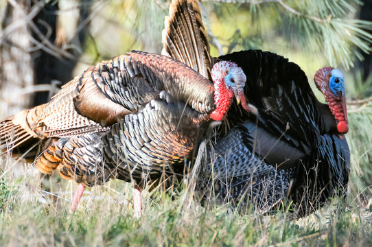 Wild Turkey Couple in the wilderness of Henry Coe State Park. Santa Clara County, California, USA.