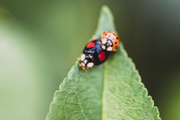ladybug on leaf
