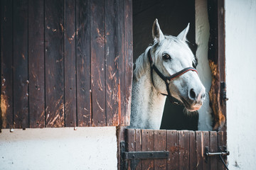 horse in stable