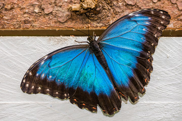 Blue Morpho, Morpho Peleides, Morfa Peleida, Big Butterfly