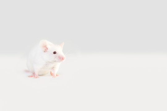 One white mouse,rat  sits on a white background. Back view.Copy space 