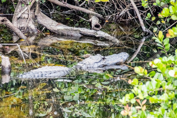 everglades