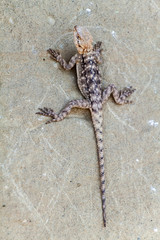 Lizard on a rock at Udabno cave monastery at Davit Gareja monastic complex in Georgia