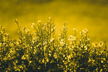 Fototapeta premium field of yellow flowers