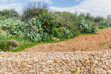 Fototapeta na wymiar Agricultural wall near Xaghra village on Gozo island, Malta