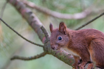 squirrel on a branch