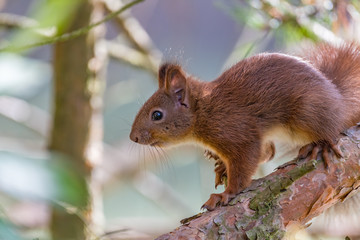squirrel on a branch
