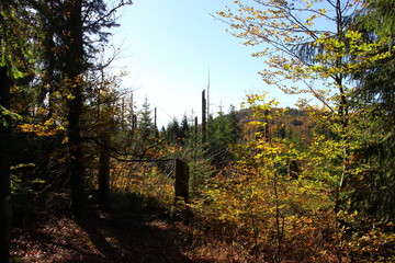 Obraz premium bayerischer wald