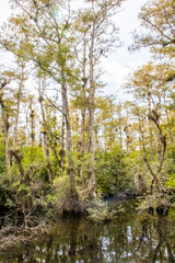 Fototapeta premium everglades