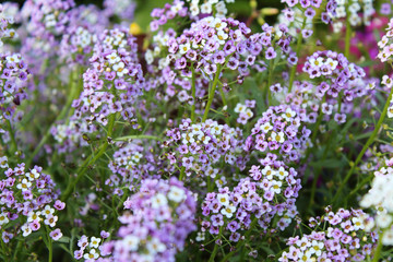 Obraz premium Beautiful alissum flowers. Close-up. Background.