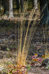 a tuft of tall grass