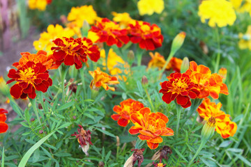 Beautiful flowers of marigold. Close-up. Background.