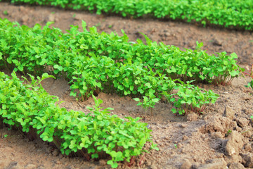 Mustard planted in the garden. Close-up. Background.
