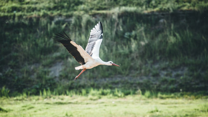 stork in flight