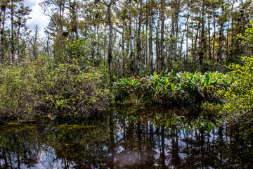 Obraz premium everglades