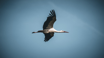 stork in flight