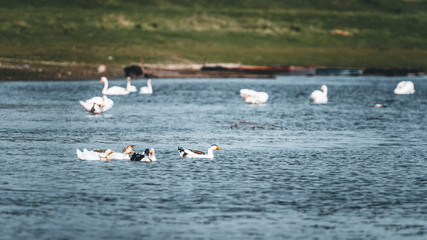 birds on the lake