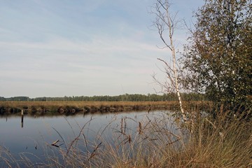 swamp land pietzmoor in germany