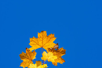 autumn maple leaves