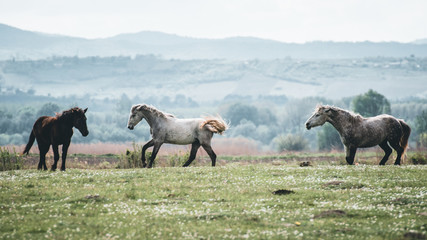 Naklejka premium herd of horses