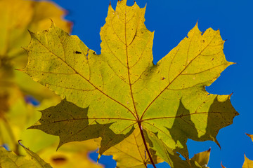 autumn maple leaves