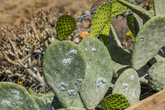Close-up opuntia ficus-indica or prickly pear (also named Cactus Pear, Nopal, higuera, palera, tuna, chumbera) with cochineal insect - Dactylopius coccus from which the natural dye carmine is derived