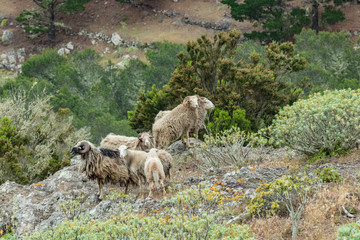 A small flock of sheep is located on a steep mountain slope surrounded by green vegetation. Shot with a telephoto lens from a sick distance. La Gomera, Canary Islands, Spain