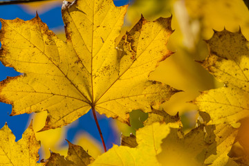 autumn maple leaves