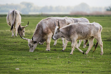 herd of cows