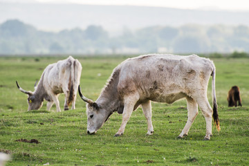 Fototapeta premium cow in field