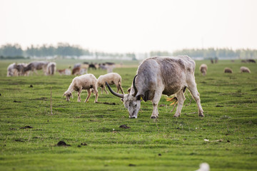 herd of sheep on meadow