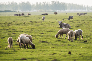 Naklejka na ściany i meble herd of sheep in field