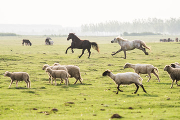 Naklejka na ściany i meble herd of sheep and horses
