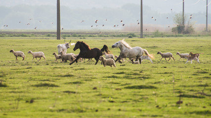 flock of sheep in field and horses
