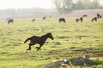 horse in field