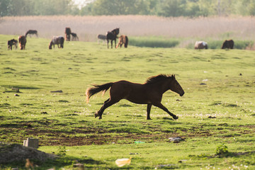 horses on pasture