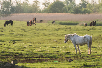 herd of horses grazing in a meadow