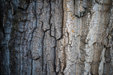 bark of a tree