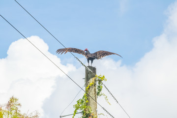everglades