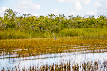 everglades